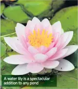  ??  ?? A water lily is a spectacula­r addition to any pond