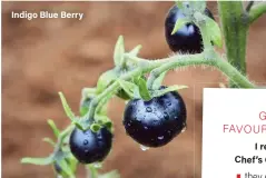  ??  ?? Indigo Blue Berry