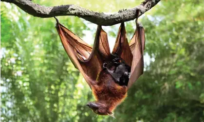  ?? Photograph: Natalia Lukiianova/ Alamy ?? Research with sac-winged bats has demonstrat­ed that mother bats babble to their babies in ‘motherese’.