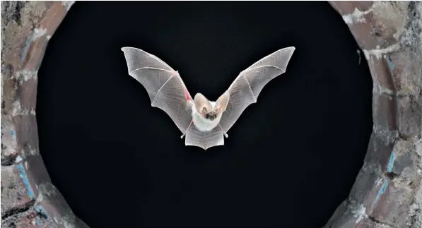  ??  ?? The grey long-eared bat, above, is one of the animals listed as endangered by the Mammal Society’s study