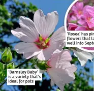 ?? ?? ‘Barnsley Baby’ is a variety that’s ideal for pots