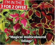  ??  ?? “Magical multicolou­red foliage”