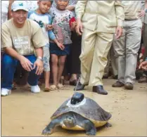  ?? ELEANOR BRIGGS/AP ?? A 75-pound southern river terrapin, one of only about 200 adults remaining in the wild — waddles into the Sre Ambel river in southweste­rn Cambodia.