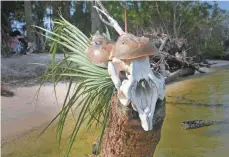  ??  ?? A totem made of a manatee skull and some horseshoe crab shells sits on a stump near Triangle Island in the Indian River.