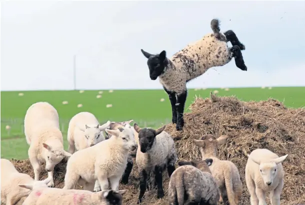  ??  ?? NEW ARRIVALS: Spring lambs have to be delivered at all times of the day and night, and can make a mess of the best laid plans.