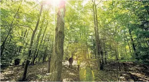  ?? CARLOS OSORIO TORONTO STAR FILE PHOTO ?? Hikers walk through the Happy Valley Forest. “We want to move forward from protection of the Greenbelt to actually growing the Greenbelt,” Municipal Affairs Minister Steve Clark says.