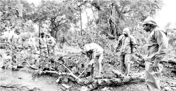  ??  ?? Indian men work to remove a fallen tree to clear the road between Gopalpur and Berhampura after heavy winds brought by Cyclone Titli struck the area, near Gopalpur in eastern Odisha. — AFP photos