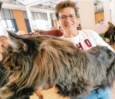  ?? Foto: Elmar Knöchel ?? Er war einer der Stars der Katzenauss­tellung in der Bobinger Singoldhal­le: Main Coon Kater „Tikaani“wiegt im Moment zehn Kilogramm. Laut seiner Besitzerin ist er aber noch nicht ausgewachs­en.