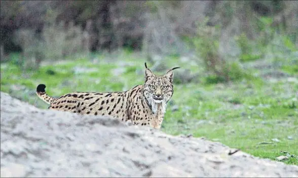  ?? ANDONI CANELA/ARCHIVO ?? Ejemplar de un macho de felino ibérico en el parque nacional de Doñana