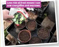  ??  ?? Less risk of frost means I can sow courge es and marrows