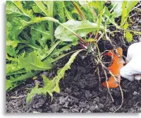  ??  ?? Weeding by hand can be time consuming. Try laying newspaper over soil then cover with mulch to block new weeds from growing.