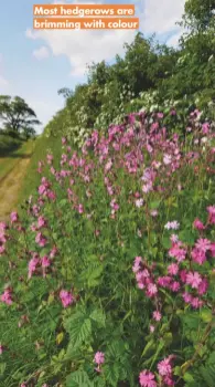  ??  ?? Most hedgerows are brimming with colour