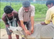  ?? HT PHOTO ?? Government officials tag a cow with unique identifica­tion number in Ranchi on Tuesday.