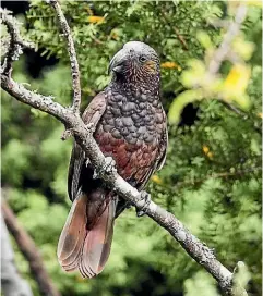  ??  ?? Originally there were just 14 ka¯ka¯ put in the Zealandia sanctuary. Last summer the 900th ka¯ka¯ was banded. A kereru¯, centre, and tu¯¯ı, right, spotted in Tawa.