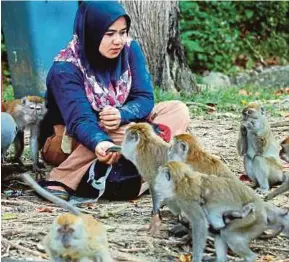  ?? PIC BY MUHAMMAD ASYRAF SAWAL ?? Siti Noorasyiah Abu Kassim feeding the monkeys at Teluk Chempedak, Kuantan, recently.