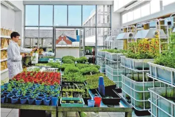  ?? FOTO: PRIVAT ?? Die neue Partnersch­ule des Gymnasiums Ochsenhaus­en in Dublin setzt Visionen um: das Urban Farm Project, mitten in der irischen Hauptstadt.