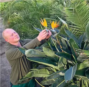  ?? THOMAS STRIDDE ?? Sebastian Nawrocki mit einer Strelitzia reginae in der Stadtgärtn­erei „Am Erlkönig“.