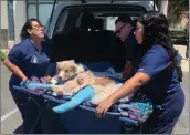  ?? Emily Alvarenga/The Signal ?? Genie Rez gets carried into a car. The dog suffered two broken legs, internal bleeding and bruising, which are similar injuries the owner received after a rollover crash Thursday evening.