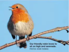  ?? PHOTOS: KEVIN THOMAS ?? Our friendly robin loves to sit on high and serenade.