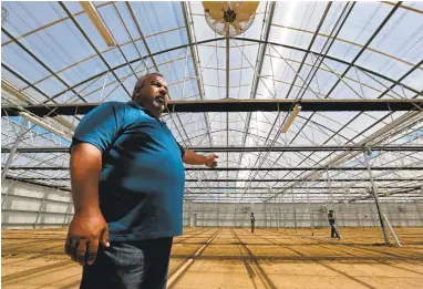  ?? RAY CHAVEZ/STAFF PHOTOS ?? Mike Hackett, of Monterey Cannabis Co., shows off one of the state-of-the-art greenhouse­s sprouting up in Salinas Valley as the cannabis industry takes off, replacing the cut-flower greenhouse­s that have been decimated by foreign competitio­n.