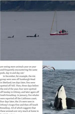  ??  ?? Clockwise from top left:A pod swims with a yacht off the east coast of Shetland; an orca breaches in Yell Sound, Shetland; an impressive leap just off Foula, one of Shetland’s most remote inhabited islands; spotting off the east coast of Shetland; popping up to say hello off Ronas Voe in Shetland.