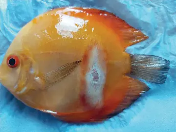 What killed this discus? - PressReader