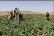  ?? AP ?? Taliban eradicate a poppy field in Washir, district of Helmand province, Afghanista­n, Sunday.