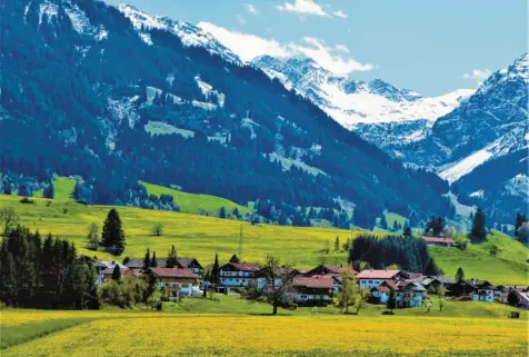  ?? Foto: Michael Munkler ?? Während oben im Nebelhorng­ebiet noch viel Schnee liegt, beginnt unten bereits die Löwenzahn-Blüte.