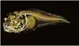 ?? Foto: dpa ?? Röntgenauf­nahme der neu entdeckten Fischarten.
