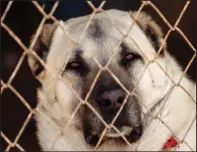  ??  ?? A Sivas Kangal at a farm in Sivas, in the central Anatolian province of Turkey, some 280 miles east of the capital, Ankara. Turkey considers the sand-coloured, muscular and livestock-guarding animals as its national dog. The Mastiff-like creatures are predominan­tly used to protect herds of livestock, and they’re also used for personal protection and to fend off wolves.