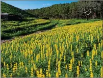  ??  ?? FLOWER POWER: Wild lupins and, left, beans sold in UK