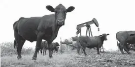  ?? Eric Gay / Associated Press ?? Cattle graze by an idle pump jack on a South Texas ranch near Bigfoot. 4