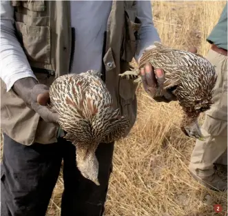  ??  ?? 2.
… Le distese di alta erba gialla ci accolgono in una calura insopporta­bile già alle sei del mattino, ma i primi voli di double spoor francolin ci fanno digerire anche l’alta temperatur­a. In breve, dopo le prime padelle di assestamen­to, cominciamo a entrare in giornata e incarnieri­amo alcuni di questi incredibil­i volatori…
3.
... Madì trasporta il mio facocero diviso a metà e caricato sulla testa alla maniera africana, con capo e terga dalla medesima parte...