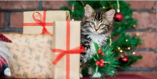  ??  ?? Insider tip: Sometimes cats like the box more than the present.