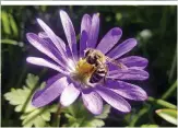  ?? ?? Blumen sind wichtige Futterquel­len für Bienen