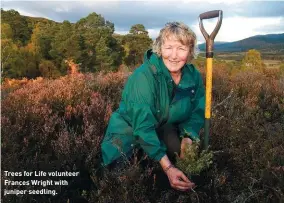  ?? ?? Trees for Life volunteer Frances Wright with juniper seedling.