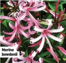  ?? ?? Nerine bowdenii