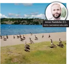  ?? FOTO: SACHARIAS KÄLLDÉN FOTO: EIRA DESAX ?? Jonas Naddebo (C).
HAR INTE HJÄLPT. Trots åtgärder flockas gässen på Sätrabadet.