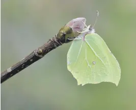  ?? ?? Brimstone male ©Bob Eade Sussex Wildlife Trust