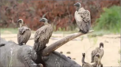  ?? Farmers PIC: YOUR BOTSWANA ?? Rare breed: Vultures are an increasing­ly endangered species in the country due to low breeding rates and targeting by poachers and