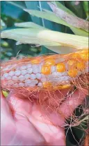  ?? ?? CAÍDA. La “chicharrit­a” impacta en la producción de maíz.