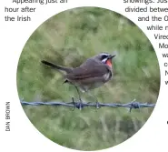  ?? ?? This cracking male Siberian Rubythroat was present for just one day at Quendale, Shetland, on 20th.