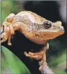  ??  ?? This photo shows a northern spring peeper and can be seen at http:// novascotia.ca/museum/amphibians/image.asp?id=75&spec=frogs.