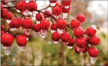  ?? [DOUG HOKE/THE OKLAHOMAN] ?? Ice forms on plants in Edmond Thursday.