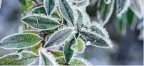  ?? ISTOCK / COX ?? Winter “cold injuries” can cause desiccatio­n, frost heaving, sunscald and frost cracks in plants.