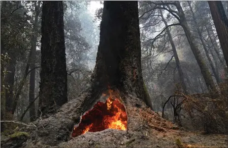  ?? MARCIO JOSE SANCHEZ — THE ASSOCIATED PRESS FILE ?? Fire burns in the hollow of an old-growth redwood tree in Big Basin Redwoods State Park.