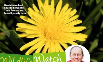  ??  ?? Dandelions don’t have to be weeds! Their flowers are loved by early bees