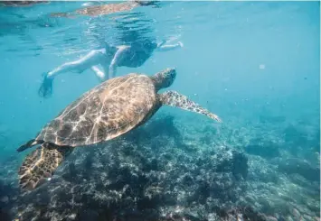  ?? ?? Ein Moment, den man so schnell nicht vergisst. Auf einer Schnorchel­tour ist die 21‰Jährige einer Riesen‰Schildkröt­e zum Greifen nah, als diese gerade zum Atmen auftaucht.