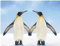  ??  ?? FAITHFUL Penguins split for winter