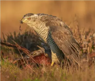  ?? ?? For now goshawks are king of the jungle, as they lay waste to the tier of predators below them